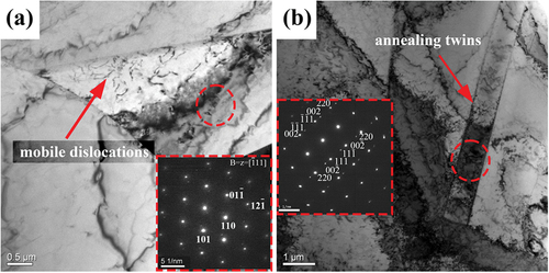 Figure 10. TEM morphology of steel microstructure before tensile deformation experiments (a) mobile dislocations in δ-ferrite; (b) annealing twins in austenite.