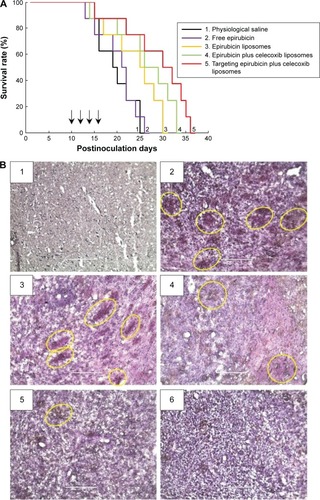 Figure 9 Anticancer efficacy and destruction of VM channels in intracranial glioma-bearing nude mice.Notes: (A) Kaplan–Meier survival curves. Arrows indicate the administration days. (B) Destruction of VM channels in the intracranial glioma-bearing nude mice using CD34-PAS dual staining. The scale bars indicate 200 μm. (B1) Normal brain tissue. (B2) Physiological saline. (B3) Free epirubicin. (B4) Epirubicin liposomes. (B5) Epirubicin plus celecoxib liposomes. (B6) Targeting epirubicin plus celecoxib liposomes. The yellow circles indicate the in vivo VM channels.Abbreviation: VM, vasculogenic mimicry.