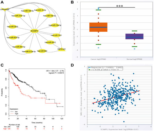 Figure 6 SBF2-AS1 expression was associated with SCAMP3 expression and patients’ survivals. (A) ENCORI database predicts the LncRNA-miRNA-SCAMP3 network that was visualized by cytoscape. (B) Box plot showing the correlation between SBF2-AS1 and Hepatocellular carcinoma. Purple: normal samples; Orange: tumor samples. ***P<0.001. (C) Kaplan–Meier survival curves revealing the expression of SBF2-AS1 and survival probability in hepatocellular carcinoma. (D) starBase database analyses the co-expression of the RNA-RNA interactions.