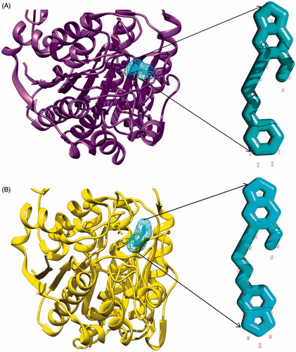 Figure 3. Depiction of molecular docking complexes. (A) Interacting complex of HDAC-1 enzyme with the first lead compound 7. New cartoon ribbon view of the HDAC-1 enzyme with interacting compound-7, at its interior. Also shown the enlarged view of compound-7 at right and (B) interacting complex of the HDAC-1 enzyme with compound 9. New cartoon ribbon view of the HDAC-1 enzyme with interacting compound-9, at its interior binding groove. Also shown the enlarged view of compound-9 at right.