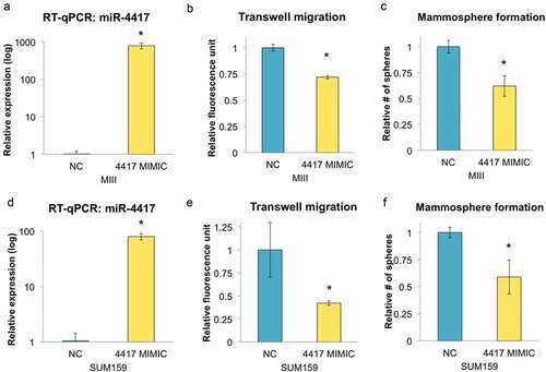 Figure 4. Overexpression of miR-4417 suppresses migration and tumorigenicity of TNBC cells in vitro. (a) MIII cells were transfected with negative control (NC) or miR-4417 mimics and the level of miR-4417 was monitored using RT-qPCR (*p < 0.05). (b) Transfected MIII cells were seeded on transwells for 24 h to assess their migratory ability (n = 3, *p < 0.05). (c) The number of transfected MIII cells growing as mammospheres under non-adherent conditions in serum-free medium was determined (n = 3, *p < 0.05). (d) The level of miR-4417 in transfected SUM159 cells was monitored using RT-qPCR (*p < 0.05). (e & f) Transfected SUM159 cells were assessed for their migratory and mammosphere formation abilities (n = 3, *p < 0.05).