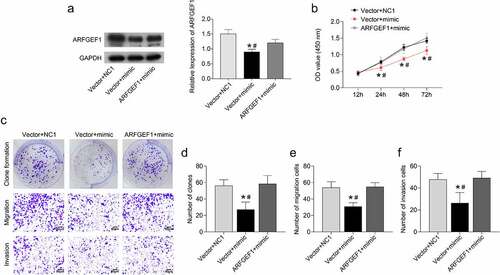 Figure 3. Overexpression of ARFGEF1 weakened the impact of miR-133b on proliferation, invasion, and migration of C33A cells.