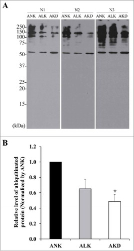 Figure 7. Levels of ubiquitinated proteins. (A): After MDCK cells were maintained in ANK, ALK or AKD medium for 24 h, ubiquitinated proteins were detected by Western blotting. (B): Intensity of ubiquitinated protein bands in each sample was quantitated and normalized with that of ANK. Each bar represents mean ± SD of 3 independent experiments. * = p < 0.05 vs. ANK.