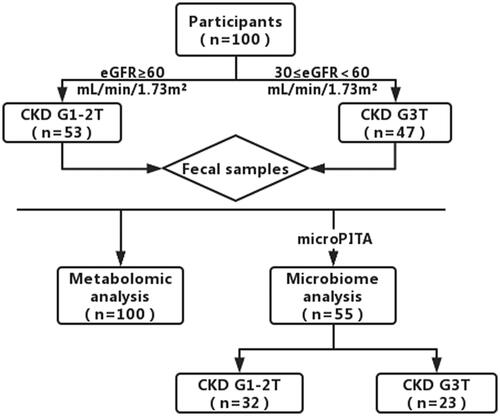 Figure 1. Trial design. A total of 100 KTRs fecal samples were collected for analysis, 100 of these fecal samples were used for metabolomics analysis and a total of 55 samples were selected for use metagenomic analysis.