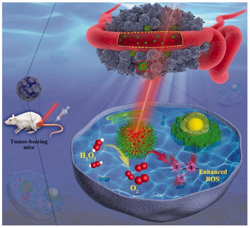 Figure 12. Schematic illustration of MOF-derived mesoporous NE for enhanced PDT of cancer. Copyright 2019, John Wiley and Sons (Wang et al., Citation2019a).