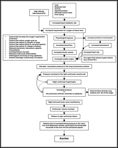 Figure 1.  Physiological and pathophysiological factors affecting ascites syndrome.