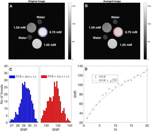 Figure 5 Statistical analysis of SNR voxels of original and averaged MR images. T1W scan (with TE = 11 ms, TR = 350 ms) of the original (A) and averaged (B) MR images, respectively, with blue and red circles indicating region of interest used to calculate SNR histograms for the lowest FH [Fe], 0.7 mM; (C) SNR voxel histograms of original and averaged images; (D) SNR values as a function of number of images used in averaging. The dashed line indicates the expected SNR increase with .Abbreviation: SNR, signal-to-noise ratio.