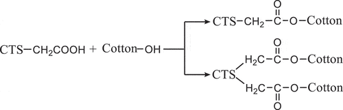 Scheme 2. The principle of CTS modification reaction on cotton fibers.