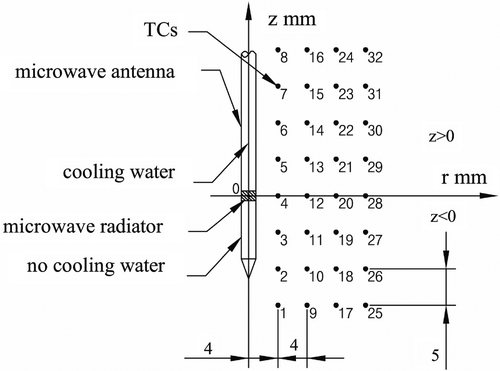 Figure 2. Antenna and thermocouple (TC) in the phantom.