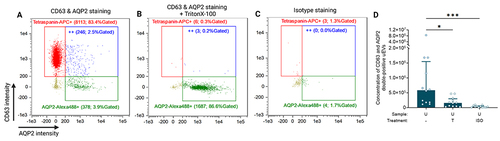 Figure 4 The verification of IFCM capability of characterizing kidney-derived uEVs. (A) CD63 and AQP2 double-positive events in healthy urine samples measured by IFCM. The scatterplots present three final readouts from IFCM: CD63-APC single-positives (red dots), AQP2-Alexa488 single-positives (green dots), and double-positives (“++”; blue dots). Each gate’s name shows the number and the percentage of gated objects. (B & C) Representative examples of detergent (TritonX-100) treated and isotype-stained controls. (D) The concentration of CD63 & AQP2 double-positives in healthy urine (n = 12). Data were presented as median [Q1 – Q3]. Created with BioRender.com. Marks: ***, p < 0.001; *, p < 0.05.
