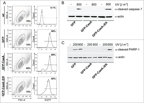 Figure 5. The EK repetition motif is required for apoptosis inhibition. (a) HEK293 cells and HEK293 cells stably expressing GFP, GFP-CaeA and GFP-CaeAΔEK were analyzed by flow cytometry. One representative experiment out of at least 3 independent experiments with similar results is depicted. (b and c) HEK293 cells stably expressing GFP, GFP-CaeA or GFP-CaeAΔEK were exposed to the UV-light intensities indicated and incubated for 6 h at 37°C in 5% CO2. Proteins were separated by SDS-PAGE, transferred to a PVDF membrane and probed with antibodies against (b) cleaved caspase 7, cleaved PARP (c) and actin as loading control. The result of one representative experiment out of at least 3 independent experiments with similar results is shown.
