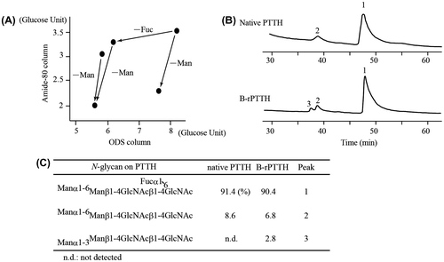 Fig. 2. Structural analyses of PA-N-glycan on PTTHs.Notes: (A) 2D PA-N-glycan map. The dots indicate the PA-N-glycan derived from B-rPTTH. The arrows indicate the migration on the map after treatment of the PA-N-glycan with α-fucosidase and α-mannosidase. Mapped glucose units were defined by the retention times of the commercially available PA-glucose oligomers. (B) HPLC profiles of PA-N-glycans derived from native PTTH and B-rPTTH using ODS column. Peaks corresponding to PA-N-glycans indicate numbers on peaks. (C) Structures of N-glycan on PTTHs. The percentages of N-glycans are indicated by each fluorescent peak intensity of PA-derivatives observed in (B).