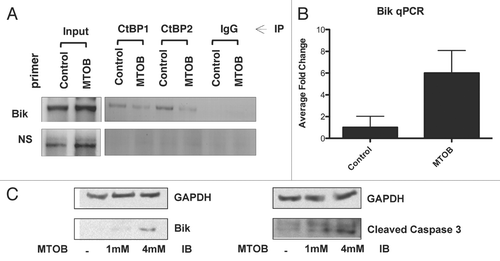 Figure 2 MTOB modulates CtBP transcriptional functions. (A) MTOB displaces CtBP2 from the Bik promoter. HCT116−/− cells were treated for 18 hours with 4 mM MTOB or NaCl (control), and CtBP2 and CtBP1 association with the Bik promoter assessed by ChIP using control IgG, anti-CtBP 1 or 2 antibodies and formaldehyde crosslinked chromatin. DNA retained in the ChIPs was analyzed by PCR using either Bik promoter primers that amplify a fragment containing BKLF sites (Bik) or a fragment of DNA located 10 kb upstream of the Bik transcription start site (NS). (B) MTOB increases expression of Bik mRNA. Quantitative real-time PCR using RNA prepared from HCT116 p53−/−cells treated with NaCl (control) or 10 mM MTOB. Error bars are equal to the SEM. (C) MTOB regulates Bik expression. HCT116 p53−/− cells were treated with control media (−) or media containing 1 mM or 4 mM MTOB. Bik, cleaved caspase 3, and GAPDH levels were determined by immunoblotting of cell lysates prepared 24 hr after treatment.