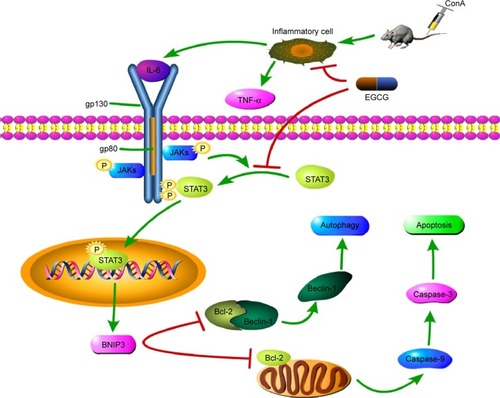 Figure 7 Mechanism of EGCG action.