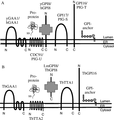 Figure 5.  The transamidase (TAM) complex. A model of GPI8 interaction with other proteins in the TAM complex is presented for (A) yeast and human cells, and (B) T. brucei. Structures are not drawn to scale. Identification and functional analysis of the indicated proteins is described in the text Citation[124]. Adapted by permission from Macmillan Publishers Ltd: EMBO Journal 20(15):4088–4098, copyright 2001.