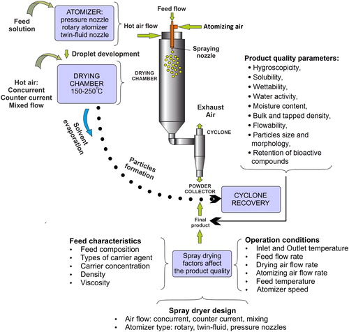 Figure 1. Schematic of spray drying of sugar-rich food (based on[Citation4]).