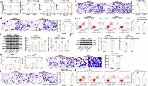 Figure 6. RARB silencing blocks the inhibiting role of sh-DLEU2 in CRC cells. (a) RARB expression in SW480 and HT29 cells after sh-RARB transfection detected by RT-qPCR (DLEU2: SW480: sh-DLEU2 + sh-NC vs. sh-DLEU2 + sh-RARB: p = 0.9657; HT29: sh-DLEU2 + sh-NC vs. sh-DLEU2 + sh-RARB: p = 0.8714; RARB: SW480: sh-DLEU2 + sh-NC vs. sh-DLEU2 + sh-RARB: p = 0.0006; HT29: sh-DLEU2 + sh-NC vs. sh-DLEU2 + sh-RARB: p = 0.0001); (b) viability of SW480 and HT29 cells examined by the CCK-8 method (two-way ANOVA) (SW480: 0 h: p = 0.9931; 24 h: p = 0.4837; 48 h: p = 0.0069; 72 h: p = 0.0001; HT29: 0 h: p = 0.9947; 24 h: p = 0.2835; 48 h: p = 0.0013; 72 h: p < 0.0001); (c-d) migration and invasiveness of SW480 and HT29 cells measured by Transwell assays, respectively (two-way ANOVA) (C: SW480: sh-DLEU2 + sh-NC vs. sh-DLEU2 + sh-RARB: p = 0.0005; HT29: sh-DLEU2 + sh-NC vs. sh-DLEU2 + sh-RARB p = 0.0002; D: SW480: sh-DLEU2 + sh-NC vs. sh-DLEU2 + sh-RARB: p = 0.001; HT29: sh-DLEU2 + sh-NC vs. sh-DLEU2 + sh-RARB: p = 0.0006); (e) apoptosis of SW480 and HT29 cells detected by flow cytometry (two-way ANOVA) (SW480: sh-DLEU2 + sh-NC vs. sh-DLEU2 + sh-RARB: p = 0.0001; HT29: sh-DLEU2 + sh-NC vs. sh-DLEU2 + sh-RARB: p = 0.0003); (f) phosphorylation and protein levels of Raf, p38, and ERK in CRC cells determined by immunoblot analysis (two-way ANOVA) (see p values in Table 4); (g) p38 phosphorylation in CRC cells after Dehydrocorydaline treatment examined by immunoblot analysis (sh-DLEU2 + DMSO vs. sh-DLEU2 + Dehydrocorydaline: SW480: p = 0.0006; HT29: p = 0.0052); (h) proliferation of cells examined by the CCK-8 assay (sh-DLEU2 + DMSO vs. sh-DEU2 + Dehydrocorydaline: SW480: 0 h: p = 0.9990, 24 h: p = 0.6695, 48 h: p < 0.0001, 72 h: p < 0.0001; HT29: 0 h, p = 0.9997, 24 h: p = 0.0603, 48 h: p < 0.0001, 72 h, p < 0.0001); (i-j) migration (i, sh-DLEU2 + DMSO vs. sh-DEU2 + Dehydrocorydaline: SW480: p < 0.0001; HT29: p < 0.0001) and invasiveness (j, sh-DLEU2 + DMSO vs. sh-DEU2 + Dehydrocorydaline: SW480: p = 0.001; HT29: p = 0.0017) of cells analyzed by Transwell assays; (k) apoptosis of cells examined by flow cytometry (sh-DLEU2 + DMSO vs. sh-DEU2 + Dehydrocorydaline: SW480: p = 0.0005; HT29: p = 0.0004). Repetition = 3.