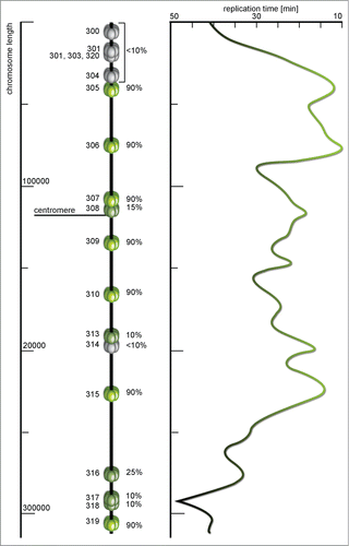 Figure 5. A map of ARS sequences and replication time profile of Saccharomyces cerevisiae chromosome III. Each miniature MCM helicase depicts a replication origin site with the name on the left and efficiency (%) on the right side of the model. The efficiency here is the percentage of cell cycles in which specific origin were initiated. Origins with less than 10% of efficiency are marked dormant (gray), these are origins for which initiation has not been reported, and highly efficient origins are colored green. The timing profile shows distribution of activation time along the chromosome – from green parts replicated in about 10 min to gray regions that are replicated in late subperiods of the S phase. The timing profile seems to almost perfectly reflect the activity and efficiency of particular origins (according to Raghuraman et al.Citation67 and Poloumienko et al.Citation113, modified).