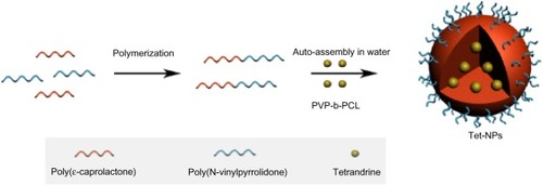 Figure 1 Schematic illustration of synthesis of tetrandrine-loaded PVP-b-PCL nanoparticles.Abbreviations: PVP-b-PCL, poly(N-vinylpyrrolidone)-block-poly(ε-caprolactone); Tet-NPs, tetrandrine-loaded poly(N-vinylpyrrolidone)-block-poly(ε-caprolactone) nanoparticles.