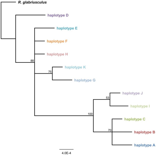 Figure 2. Majority rule phylogram for concatenated haplotype sequences. Bayesian consensus tree for all Ranunculus acris chloroplast haplotypes (concatenated trnK and psbJ-petA sequences, 1740bp), rooted on the outgroup species R. glabriusculus. Scale bar indicates genetic distance expressed as number of substitutions per site, branch labels show the consensus support (%).