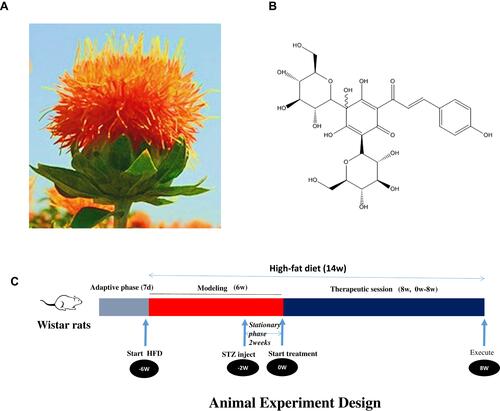 Figure 1 Experimental drug and experimental scheme. (A) The picture of Carthamus tinctorius L. (Safflower). (B) The chemical structure (C27H32O16) of hydroxysafflor yellow A (HSYA). (C) Design of the animal experiment, including modeling method, time points and duration. The Nor group rats fed with standard laboratory diet, the other groups fed with high fat diet (HFD) in the whole course of the experiment. After 7days of adaptive phase, except for the Nor group rats, all rats were fed with HFD for 4 weeks, and followed by Intraperitoneal streptozotocin (STZ, 35 mg/kg). After 6 weeks of T2DM-modeling, the T2DM rats were divided into three groups for different interventions for 8 weeks.Abbreviations: Nor, Normal group; Mod, Model group; HSYA, hydroxysafflor yellow A; STZ, Streptozocin.