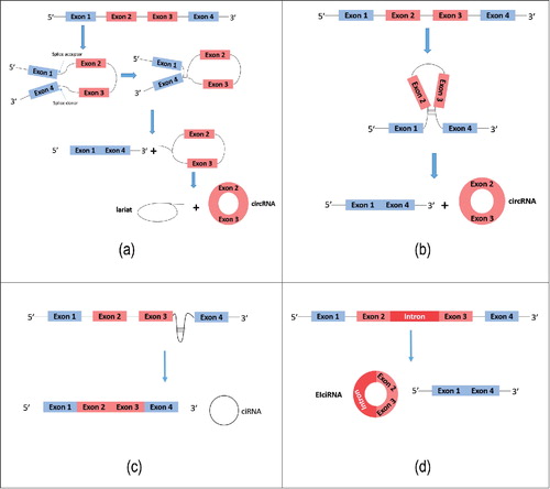 Figure 1. Formation of circRNAs. (a) Exon-skipping leads to a lariat, which undergoes internal splicing to form a circRNA. (b) Complementary base pairing is required, which brings non-sequential donor-acceptor pairs into opposition, allowing circularization to occur. (c) Circular intronic RNA (ciRNA) represents another type of circular RNA molecule derived from intron circularization. (d) Exons of EIciRNA are circularized with introns ‘retained’ between exons.