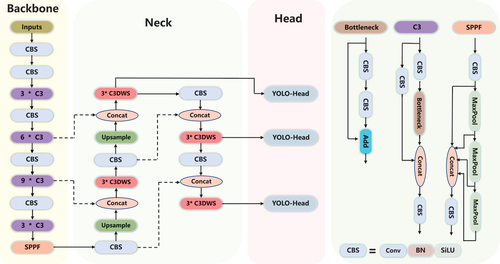 Figure 1. Network structure of DWS-YOLO.