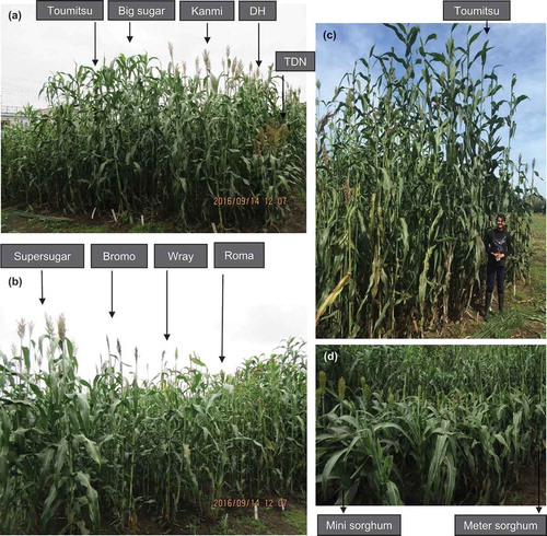 Figure 1. Field showing (a) Toumitsu, Big sugar, Kanmi, DH, TDN, (b) Supersugar, Bromo, Wray and Roma, (c) relative height of the tallest variety Toumitsu (450 cm) grown in 2016 and (d) Mini sorghum and Meter sorghum grown in 2015.