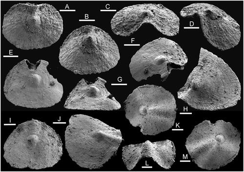 Figure 8. Hyolith opercula from the Bystraya Formation, sample У2, Uslon section, Georgievka, eastern Transbaikalia. A–D, H, Dauritheca triangula (Qian, Yin & Xiao, Citation2000). A–D, PMU 39311. H, PMU 39312. E–G, Operculum sp. 4, PMU 39313. I, J, Triplicatella sp., PMU 39314. K, L, M, Triplicatella uslonica sp. nov., PMU 39315. Scale bars: 100 µm.