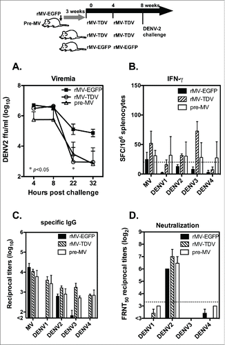 Figure 6. The protective efficacy of the MV-vectored dengue vaccine was evaluated in terms of DENV-2 viremia in mice. The immunization and challenge schedule is shown at the top of the figure. Two groups of hCD46 mice (n = 3), with one pre-infected with 1 × 106 pfu of rMV-EGFP at 3 weeks prior to vaccination and one naïve group, were immunized with rMV-TDV by ip injection. As a control, hCD46 mice (n = 3) were immunized with 2 × 106 pfu of rMV-EGFP by ip injection. All the mice were boosted 4 weeks later with the same vaccine and introduced a viremia via an ip inoculation of 5 × 107 DENV-2/16681-infected K562 cells at week 8. (A) Plasma viremia titers from individual mice were determined by viremia assay and are represented as the mean and SD. (B) Spleen cells were harvested 1 month post-viremia for the detection of DENV ED3-specific IFN-γ production by ELISPOT assay. The sera collected at 1 month post-viremia were used to detect the ED3-specific IgG responses by ELISA (C) and the neutralizing titers to DENV-1 to 4 by FRNT (D).