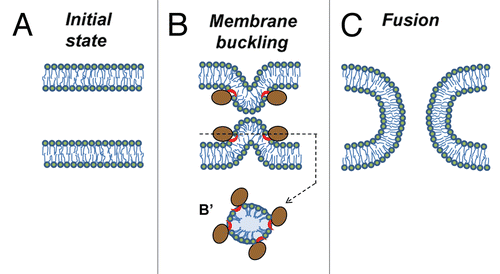Figure 1 Mechanism by which peripheral proteins might mediate fusion. (A) Opposing lipid bilayers of biological membranes before fusion. Lipid molecules are depicted as rings (polar groups) with two tails (acyl chains). (B) Fusion proteins (brown-colored shapes with red-colored amphiphilic regions) encircle future fusion site. Shallow insertion of amphiphilic protein regions spreads polar heads of the surrounding lipids. Buckling of the membrane(s) brings membrane bilayers into immediate contact and generates bending stresses at the bulge top(s). (B′) Cross section view from the top. (C) Elastic stresses are released by membrane fusion.