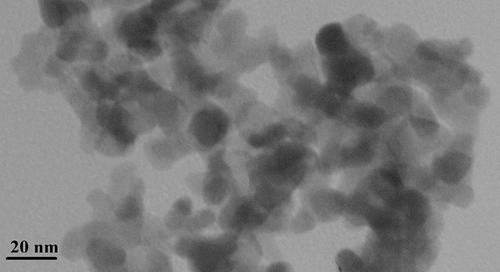 Figure 5. TEM image of Ag NPs synthesized using T. longipetalus extract via green synthesis method.