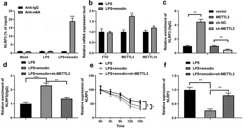 Figure 6. Emodin downregulated NLRP3 expression by increasing the N6-methyladenosine (m6A) RNA methylation regulator, methyltransferase-like 3 (METTL3), in LPS-treated 1321N1 cells. (a) After treatment with 20 μM emodin, m6A levels in LPS (100 ng/mL)-treated 1321N1 cells were detected. ***P < 0.001. (b) After 20 μM emodin treatment, mRNA expression levels of the fat mass and obesity-associated protein (FTO), METTL3, and METTL14 in LPS (100 ng/mL)-treated 1321N1 cells were analyzed using reverse transcription-quantitative polymerase chain reaction (RT-qPCR). **P < 0.01. (c) After METTL3 and sh-METTL3 transfection, NLRP3 m6A methylation levels were determined. **P < 0.01. (d) After 20 μM emodin and sh-METTL3 treatment, NLRP3 m6A methylation levels in LPS (100 ng/mL)-treated 1321N1 cells were measured. **P < 0.01, ***P < 0.001. (e) After 20 μM emodin and sh-METTL3 treatment, the mRNA stability of NLRP3 in LPS (100 ng/mL)-treated 1321N1 cells was analyzed using RT-qPCR. *P < 0.05, **P < 0.01. (f) After 20 μM emodin and sh-METTL3 treatment, mRNA expression levels of NLRP3 in LPS (100 ng/mL)-treated 1321N1 cells were measured using RT-qPCR. **P < 0.01.