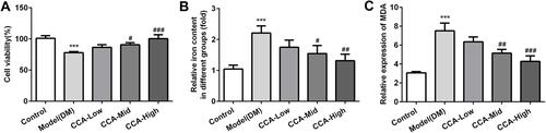 Figure 7 The effects of CCA on cell viability, iron content and MDA level. The cell survival (A), iron content (B) and MDA level (C) in the study groups. ***P < 0.001 vs. control group; #P < 0.05, ##P < 0.01 and ###P < 0.001 vs. model group.