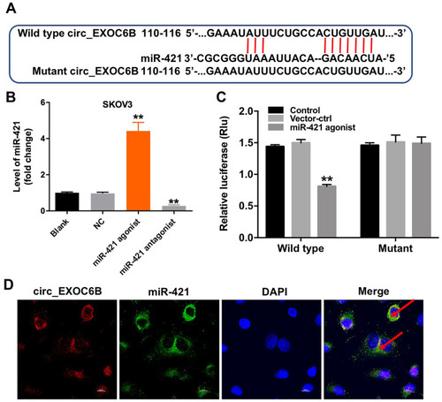 Figure 3 CircEXOC6B functions as a ceRNA of miR-421 in ovarian cancer. (A) The 3ʹ‐UTR of circEXOC6B harbors miR-421 cognate sites. (B) The level of miR-421 in SKOV3 cells transfected with miR-421 agonist or miR-421 antagonist was detected by qRT-PCR. (C) Relative luciferase activity of reporter plasmids carrying WT or MT circEXOC6B 3ʹ‐UTR in SKOV3 cells following co‐transfecting with miR-421 were measured using dual-luciferase reporter assay. (D) Co-localization between circEXOC6B (red) and miR-421 (green) was observed (arrowheads) by FISH in SKOV3 cells. **P < 0.01, compared with the NC group.Abbreviation: NC, negative control.