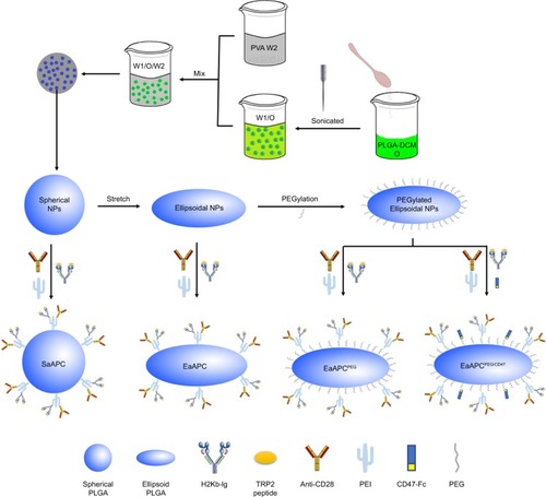 Figure 2 Schematic illustration of the fabrications of SaAPC, EaAPC, EaAPCPEG, and EaAPCPEG/CD47.Abbreviations: SaAPC, nanospherical aAPCs; EaAPC, nanoellipsoidal aAPC; EaAPCPEG, PEGylated nanoellipsoidal aAPC; NP, nanoparticle; PLGA, polylactic-co-glycolic acid; PEI, polyethyleneimine; EaAPCPEG/CD47, PEGylated and CD47-conjugated nanoellipsoidal aAPCs; PEG, poly(ethylene glycol).