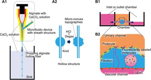 Figure 4 Glomerulus-on-A chip with hollow alginate fibers (A) Topographical hollow alginate fiber fabrication, (A1) A microfluidic system develops knotted hollow alginate fiber: a microfluidic device with a sheath structure was used to make alginate fibers with a hollow and knotted structure. CaCl2 solution was used for cross-linking alginate. CaCl2 solution and alginate solution were injected into the inner and outer cylinders to form a laminar flow, and the CaCl2 solution in the sink fully cross-links the dropping uncross-linked alginate fiber. The accumulation of moderately cross-linked alginate at the tip of the device forms a knot structure. (A2) Technique for glomerular topography: CaCO3 in the alginate solution reacted with HCl to produce CO2, forming a micro-convex topography at the knot. The CO2 bubbles were removed by degassing. The micro-convex surface mimics the glomerular topography to a high degree. (B) Leakage test using alginate hollow fiber, (B1) Experimental set up: alginate hollow fibers were inserted into the central chamber. Chambers at both sides are only accessible to the hollow of the alginate fiber, that is, the vascular channel. The podocytes were seeded using a hanging drop technique. The glomerular endothelial cells were seeded by infusing the cell suspension into the hollow from one of the chambers on each side. The cells were cultured under medium perfusion with a 3-hourly tilt of the chamber and medium changing every other day. Arrows indicated medium flow. (B2) Functionality and permeability assay: In this system, the interdigitation and elongation of podocyte foot processes were encouraged compared to a fiber without knot and topography (not shown). To evaluate the selectively permeable function of the filtration barrier, chambers on both sides were filled with a medium containing various fluorescently labeled molecules with different molecular sizes. The medium in the central chamber was collected to observe the degree of leakage of the fluorescently labeled molecules.