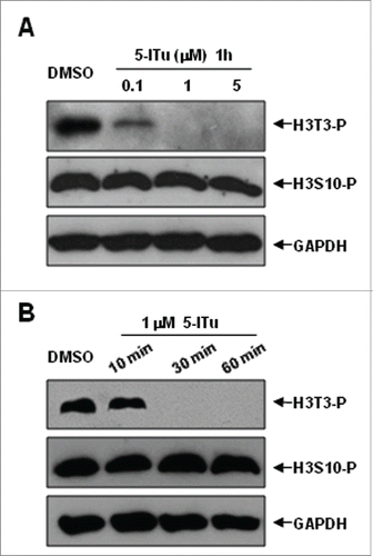 Figure 4. Western blot analysis of reduced H3T3-(P)in oocytes by 5-ITu in a dose and time-dependent manner. (A) Following in vitro maturation for 5 h, oocytes were incubated for additional 1 h in the presence of 0, 0.1, 1 and 5 μM 5-ITu, respectively, prior to western blot analysis. The protein expressions of H3T3-P and H3S10-P were assayed, a control blot of GAPDH shows equal protein loading between the various samples. After 1 h incubation, H3T3-P expression was significantly reduced in 0.1 μM 5-ITu group, and totally disappeared in 1 μM 5-Itu and 5 μM 5-ITu group. The protein level of H3S10-P remained stable in oocytes after treated with different concentrations of 5-ITu. (B) Pro-MI oocytes were incubated with 1uM 5-ITu for 0, 10, 30, and 60 min, respectively, prior to protein gel blot analysis. Both H3T3-P and H3S10-P were determined after drug treatment. GAPDH level was assayed and used as a control blot. H3T3-P protein level was markedly decreased after 10 min incubation in 1 μM 5-ITu, and could not be detected after 30 min treatment. In contrast H3S10-P level sustained consistently at different time points of drug treatment.