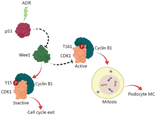 Figure 10. A schematic diagram of the role and mechanism of p53 in mediating the MC of podocytes. ADR stimulation induces the activation of p53, which in turn inhibits the activation of Wee1. This inhibition of Wee1 facilitates the activation of CDK1/cyclin B1, thereby promoting podocyte mitosis, and ultimately resulting in podocyte MC.