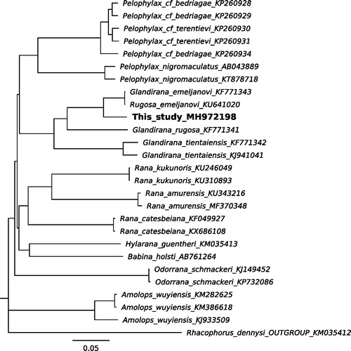 Figure 1. Neighbor-Joining tree based on 13 mitogenomic protein-coding genes of the Ranidae frogs including Korean Glandirana emeljanovi we sequenced (MH972198). Rhacophorus dennysi (Rhacophoridae) was used as an outgroup.