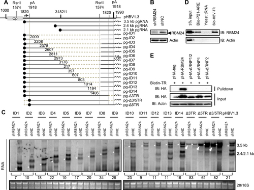 Fig. 4 TR fragments of HBV RNA interact with RNP domains of RBM24.a Schematic illustration of the construction strategy of HBV deletion clones. b The level of RBM24 in the HepG2-shNC cells and HepG2-shRBM24 cells was detected by western blotting. c HepG2-shNC cells and HepG2-shRBM24 cells were transfected with HBV deletion clones. The HBV mRNA transcribed from the internal deletion clones was detected by northern blotting. The full-length or truncated pgRNA are indicated by “*”. d RBM24 cell lysates were pulled down with biotin-HBV-TR, biotin-p21-ARE (positive control), or yeast tRNA (negative control). e pHA-tag, pHA-RBM24, pHA-ΔRNP1/2, pHA-ΔRNP1, or pHA-ΔRNP2 cell lysates were pulled down with biotin-HBV-TR, and the input actin, HA-tag, HA-RBM24, HA-ΔRNP1/2, HA-ΔRNP1, and HA-ΔRNP2 served as controls