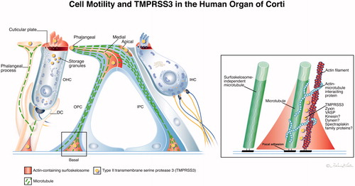 Figure 4. (A) Illustration showing actin and the associated protein TMPRSS3 in the human organ of Corti and their role in cell motility. The proteins co-localize in hair cell stereocilia, cuticles and membrane-associated regions in pillar and Deiters’ cells called surfoskelosomes. In supporting cells, the surfoskelosomes are connected via a system of microtubules. The image on the right shows the putative organization of microtubule–actin at the anchorage to the BM. Here, microtubules also run parallel with the contractile apparatus. They may act as load-bearing spring coils controlling contraction–relaxation of the polarized network during oscillatory vibrations with long-lasting mechanical properties. Microtubules are anchored against the BM through filamentous connections at focal adhesions. Illustration by Karin Lodin.