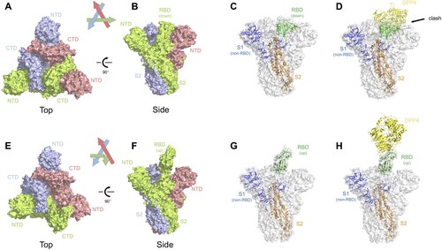 Figure 2. Structural insights of the MERS-CoV spike glycoprotein. (A–B) Top and side view of the MERS-CoV spike trimer with all RBD in ‘down' position, shown as molecular surface (PDB ID: 5W9J). The three protomers are coloured green, lightblue, and red, respectively. The labels are the same with those in Figure 1. (C) One of the three protomers in (B) is highlighted as cartoon representation whereas the other two protomers are faded in white. The RBD in ‘down' position is coloured in green. The non-RBD S1 region was coloured deep blue and the S2 region was coloured orange. (D) Superimposition of RBD-bound DPP4 (PDB ID: 4L72) into the MERS-CoV spike trimer. Clashes were observed between DPP4 and the other two S1 regions in the trimer structure. (E–F) Top and side view of the MERS-CoV spike trimer with one RBD in ‘up' position and the other two in ‘down' position, shown as molecular surface (PDB ID: 5W9H). Same colour codes are used as in (A–B). (G) The protomer with RBD in ‘up' position is highlighted as cartoon representation, with RBD in green, non-RBD S1 region in deep blue, and S2 in orange. (H) Superimposition of the RBD-bound DPP4 into the MERS-CoV spike trimer, with DPP4 interacting with the ‘up' RBD. No steric clash was observed.