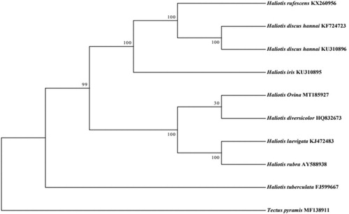 Figure 1. Phylogenetic tree showing the relationship between H. ovina (GenBank: MT185927) and 7 other abalone species mitochondrial genomes. The sequences from 13 protein-coding genes were used to build the tree. Using maximum likelihood method. Numbers above the nodes indicate 1000 bootstrap values. The GenBank accession numbers are given after the species names.