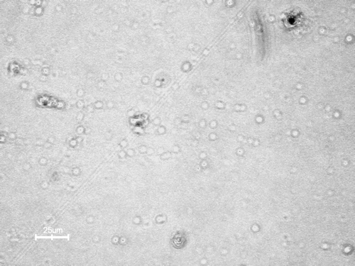 FIG. 2 Photomicroscopy of chitosan phthalate microspheres.