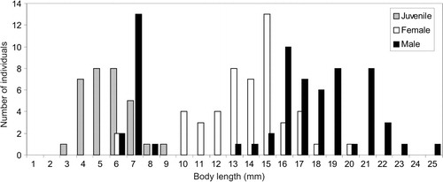Fig. 2 The population structure of Caprella septentrionalis in July.