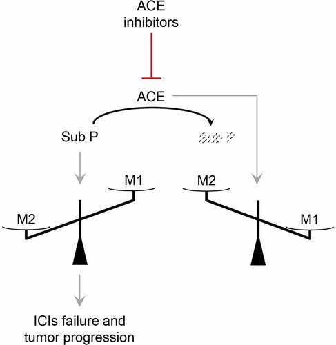 Figure 5. Hypothetical scheme of ACE inhibitors effects. ACE inhibitors downmodulate ACE and consequently substance P degradation. Accumulation of substance P favors M2 differentiation at the expense of M1 and blunts ICIs anti-tumor response