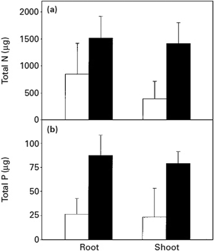 Figure 7. Total nitrogen (a) and phosphorus (b) contents in Betula pendula plants grown in the ectomycorrhizal condition with Paxillus involutus, in chambers with (black bars) or without (white bars) litter additions and harvested 90 days after addition of the litter. Vertical bars indicate ± SE of the mean (Perez-Moreno and Read Citation2000).