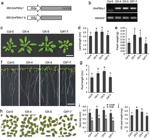 Figure 1. Constitutive expression of GmPSKγ1 promotes growth of vegetative organs and seeds in transgenic Arabidopsis. (a) Schematic representation of the GmPSKγ1 constitutive expression constructs. The GmPSKγ1 CDS, in both full-length and truncated forms, was constructed under control of enhanced CaMV 35S promoter. (b) Semi-quantitative RT-PCR analyses of GmPSKγ1 transcript abundances in leaves of the indicated transgenic lines. Expression of AtActin2 was used as an internal control. (c) Comparison of above-ground parts of 4-week-old wild-type and the indicated transgenic lines. Scale bar, 2 cm. (d–e) Leaf (the largest one) length (d) and fresh weight (e) of the 4-week-old Arabidopsis plants shown in (c). (f) Eleven-d-old wild-type and transgenic Arabidopsis seedlings grown on vertical MS-agar plates. Scale bar, 1 cm. (g) Length of primary roots of the Arabidopsis seedlings shown in (f). (h) Dry mature seeds of wild-type and the indicated transgenic Arabidopsis lines. Scale bar, 0.5 mm. (i–j) Seed size (i) and 100 seed weight (j) of the mature dry seeds shown in (h). Values represent the mean ± SD from three biological replicates. Different letters indicate significantly different values, P < .01, ANOVA test.