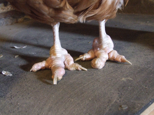 Bumble foot is a common painful condition in farmed birds. With kind permission from the British Hen Welfare Trust